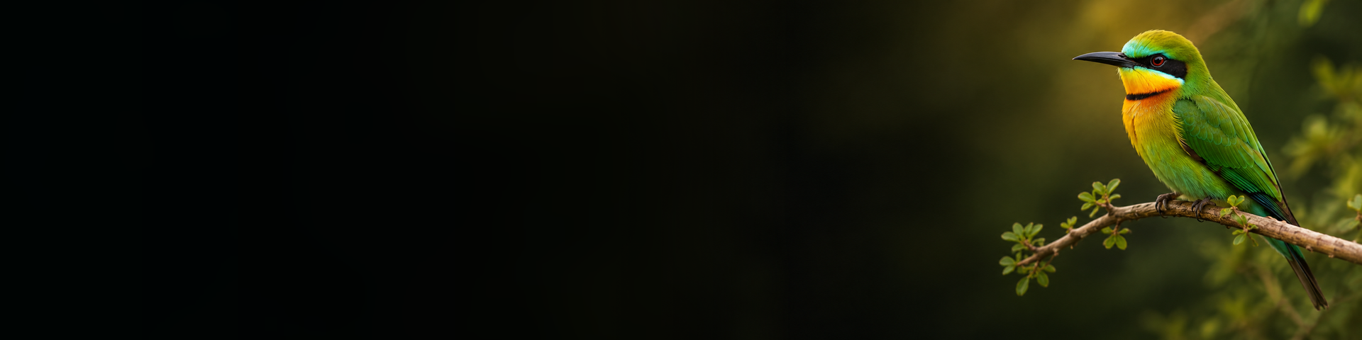 Little bee-eater in a dark natural setting