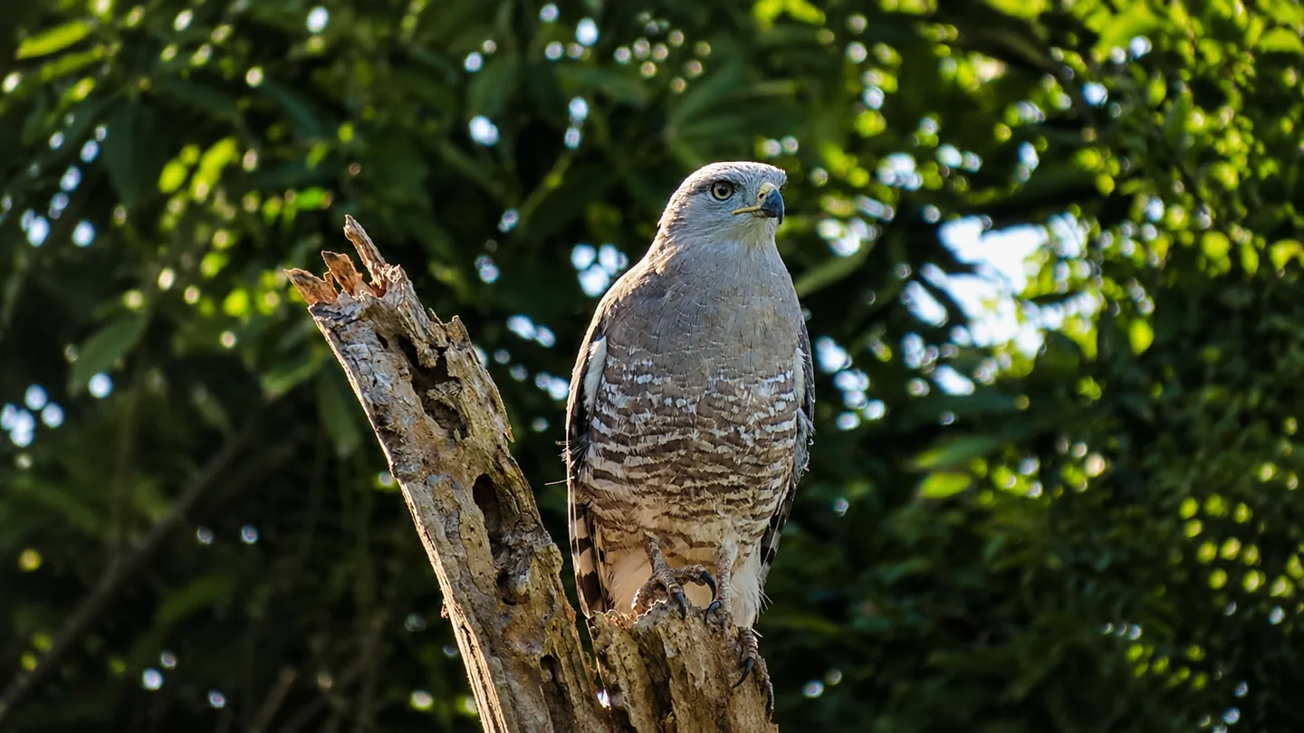 Barred hawk perched on a weathered branch
