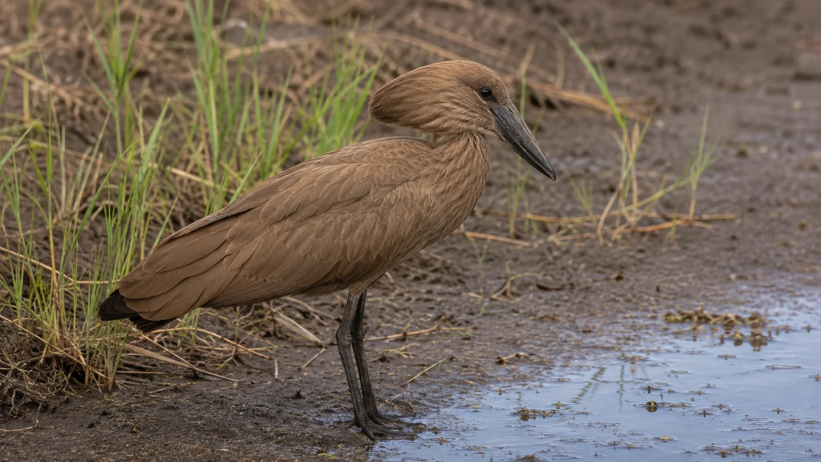 Hamerkop at a St Lucia wetland edge