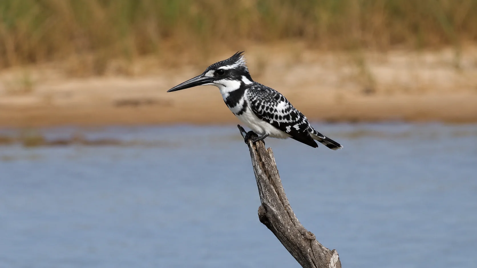 Pied kingfisher perched above wetland habitat