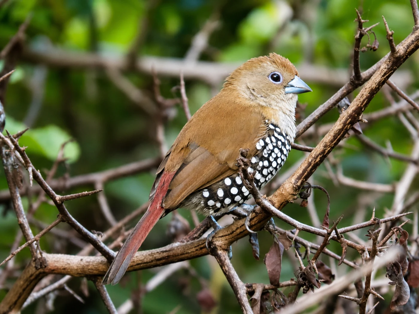 Brown and spotted bird in dense natural habitat